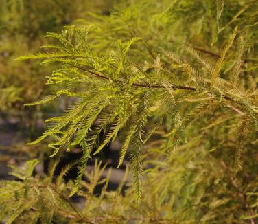 Taxodium distichum Emerald Shadow