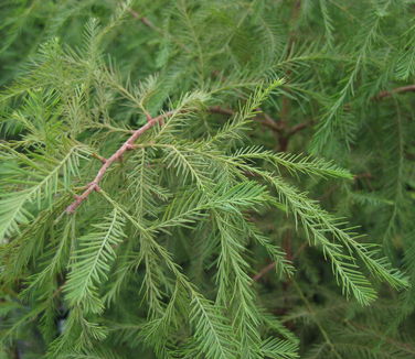 Taxodium distichum Emerald Shadow