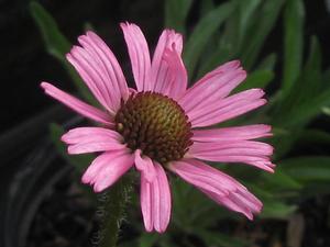 Echinacea tennesseensis 'Rocky Top'