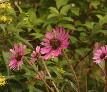 Echinacea tennesseensis 'Rocky Top'