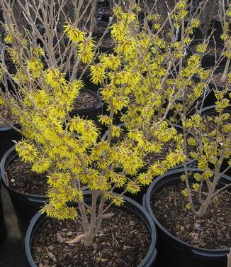 Hamamelis x intermedia Arnold Promise 