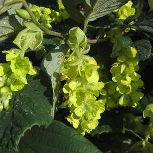 Corylopsis spicata 