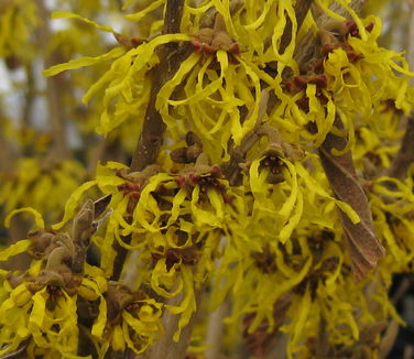  Hamamelis x intermedia Arnold Promise