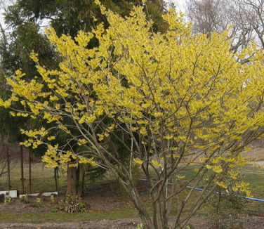 Hamamelis x intermedia Arnold Promise - Witchhazel