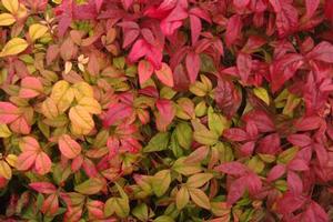 Nandina domestica Fire Power