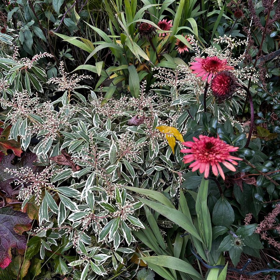 Pieris japonica 'Flaming Silver' - Japanese Andromeda from Pleasant Run Nursery