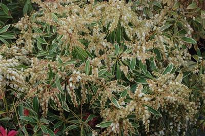 Pieris japonica Flaming Silver 