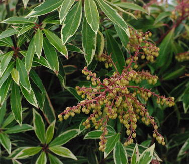 Pieris japonica Flaming Silver - Japanese Pieris