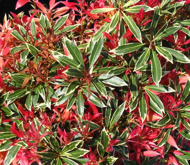 Pieris japonica Flaming Silver - Japanese Pieris