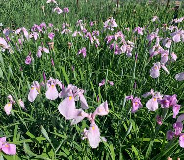 Iris ensata 'Rose Queen' - Japanese Iris from Pleasant Run Nursery