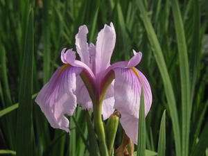 Iris ensata 'Rose Queen' - Japanese Iris