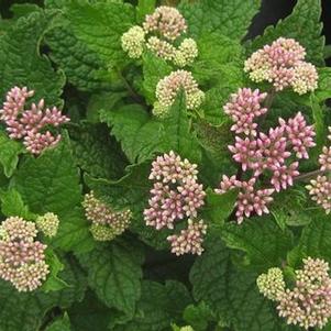 Eupatorium dubium Baby Joe