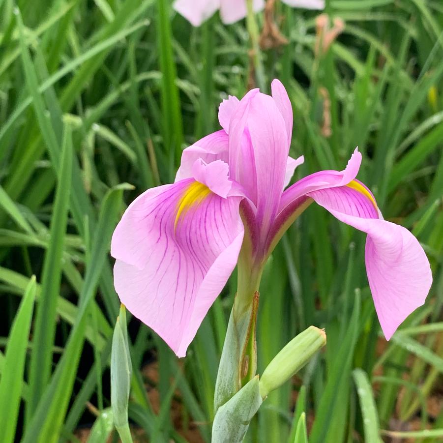 Iris ensata Rose Queen