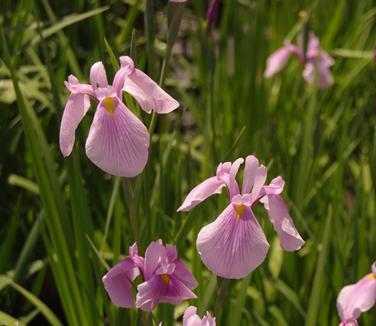 Iris ensata 'Rose Queen' - Japanese Iris