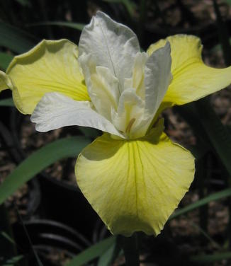 Iris sibirica 'Butter and Sugar' - Siberian Iris