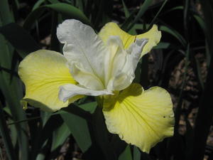 Iris sibirica 'Butter and Sugar' - Siberian Iris