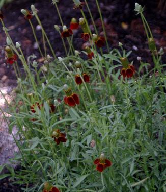 Ratibida columnifera Red Midget