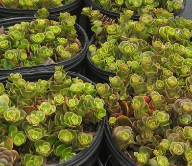 Sedum tetractinum Coral Reef 