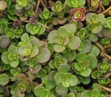 Sedum tetractinum Coral Reef 