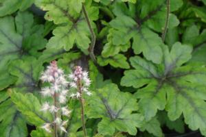 Tiarella x Sugar and Spice - Foamflower