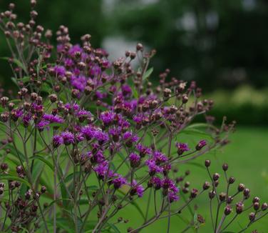 Vernonia glauca - Broadleaf Ironweed