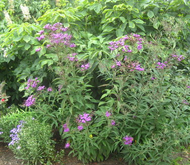 Vernonia glauca 