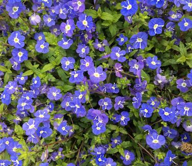 Veronica umbrosa Georgia Blue