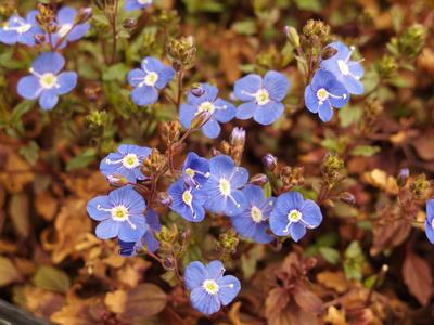 Veronica umbrosa (form. peduncularis) Georgia Blue - Speedwell