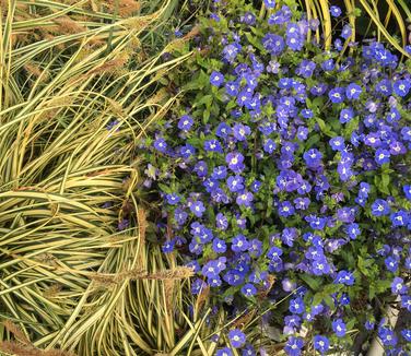 Veronica umbrosa Georgia Blue