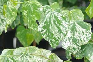 Cercis canadensis 'Alley Cat' - Eastern Redbud 