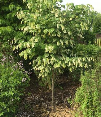 Cercis canadensis Alley Cat