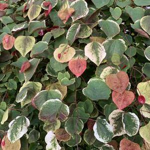 Cercis canadensis Carolina Sweetheart®