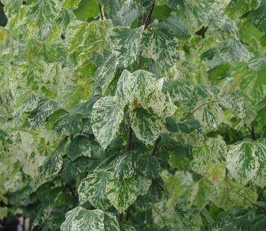 Cercis canadensis Alley Cat