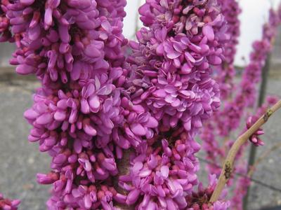 Cercis chinensis Kay's Early Hope - Chinese Redbud