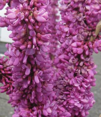 Cercis chinensis Kay's Early Hope