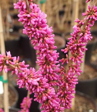 Cercis chinensis Kay's Early Hope 