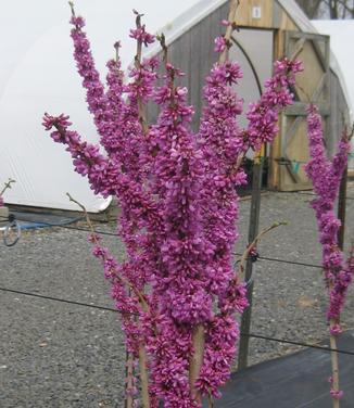 Cercis chinensis Kay's Early Hope