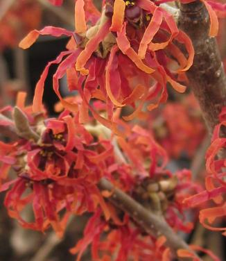 Hamamelis x intermedia Diane - Witchhazel