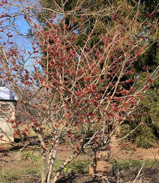 Hamamelis x intermedia Diane