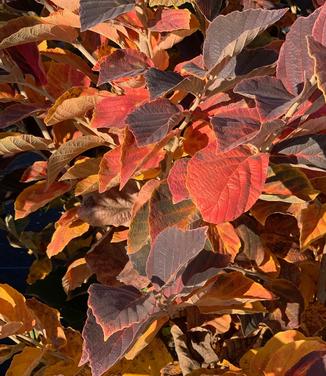 Hamamelis vernalis Autumn Embers
