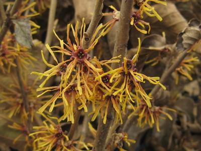 Hamamelis vernalis Autumn Embers - Vernal Witchhazel