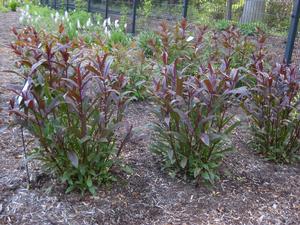 Penstemon digitalis Dark Towers - Beardtongue