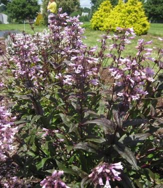 Penstemon digitalis Dark Towers - Beardtongue