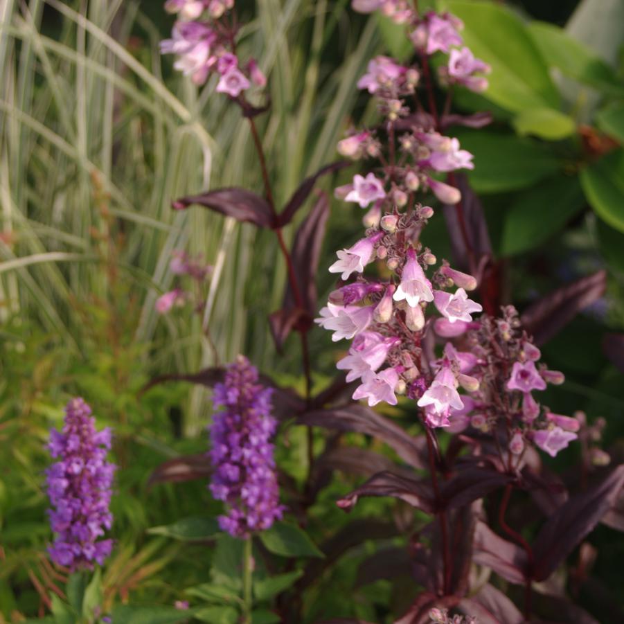 Penstemon digitalis 'Dark Towers' - Beardtongue