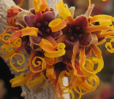 Hamamelis x intermedia Jelena - Witchhazel