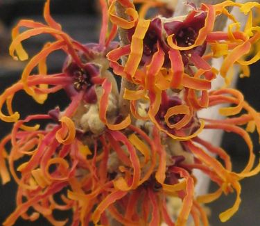 Hamamelis x intermedia Jelena - Witchhazel