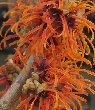 Hamamelis x intermedia Jelena - Witchhazel