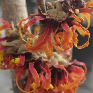 Hamamelis x intermedia Diane