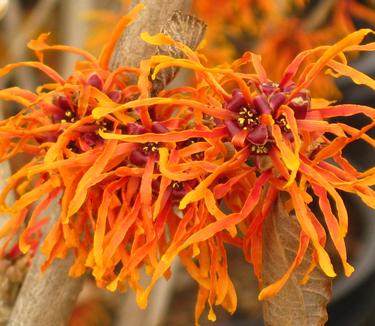 Hamamelis x intermedia Jelena