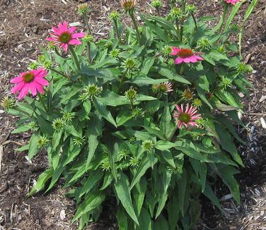 Echinacea purpurea PowWow Wildberry 